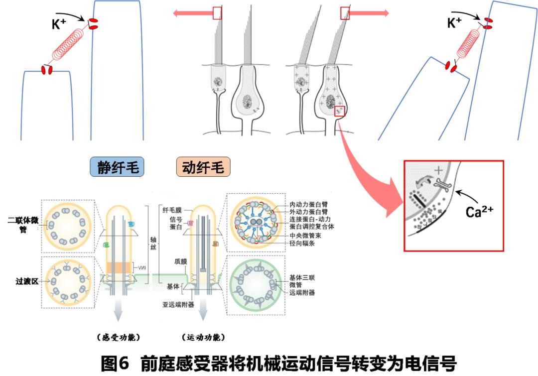 前庭性眩晕百科介绍,周围性眩晕和中枢性眩晕解剖基础