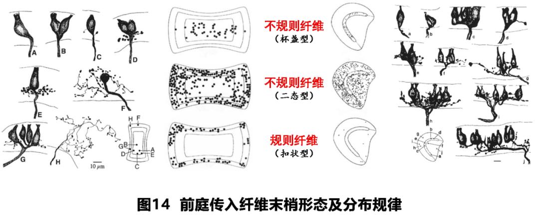 前庭性眩晕百科介绍,周围性眩晕和中枢性眩晕解剖基础