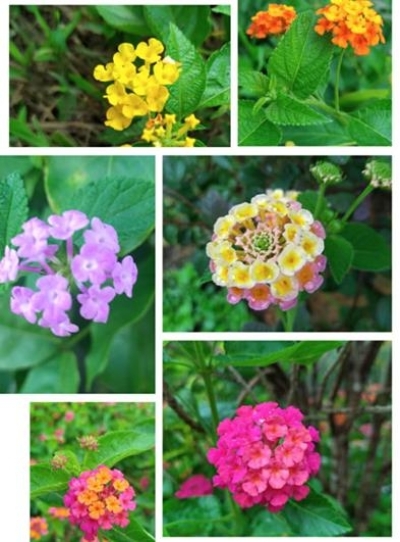 清晨花弄影夏日赏百花