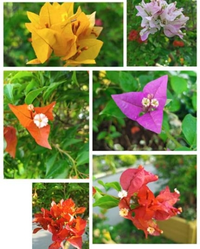 清晨花弄影夏日赏百花