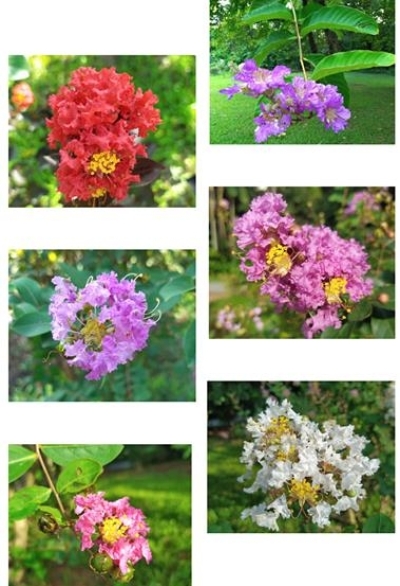 清晨花弄影夏日赏百花