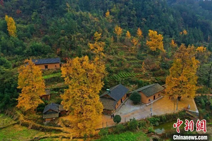 今日白露美句美文,今日白露五律诗