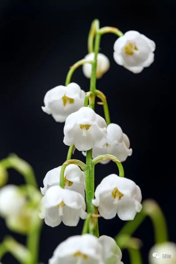 皇室名流捧红的铃兰手捧，你在家就能种