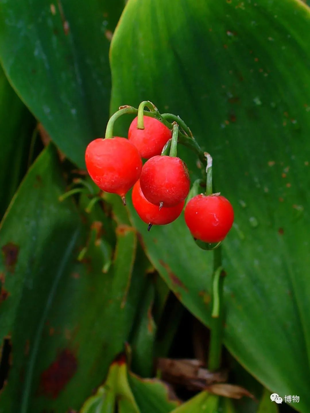 皇室名流捧红的铃兰手捧，你在家就能种