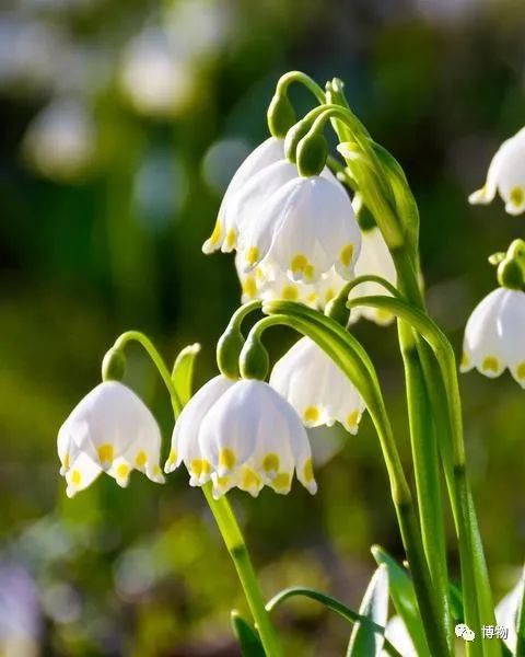 皇室名流捧红的铃兰手捧，你在家就能种