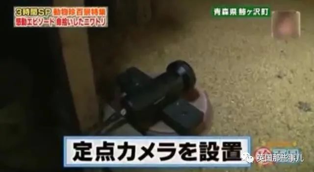 大爷养鸡为吃肉，但却不忍杀鸡。这背后秘密，莫名奇妙可爱