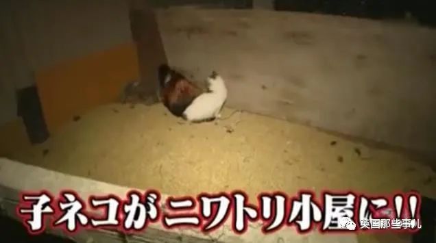 大爷养鸡为吃肉，但却不忍杀鸡。这背后秘密，莫名奇妙可爱