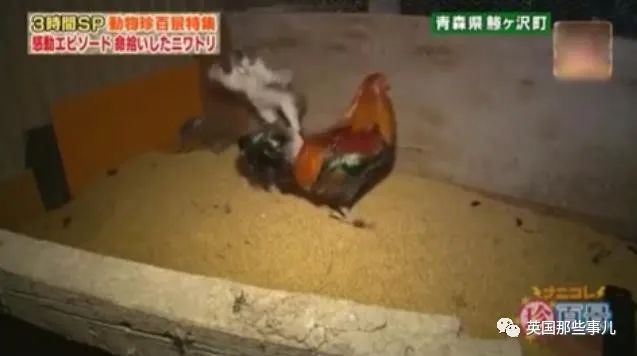 大爷养鸡为吃肉，但却不忍杀鸡。这背后秘密，莫名奇妙可爱