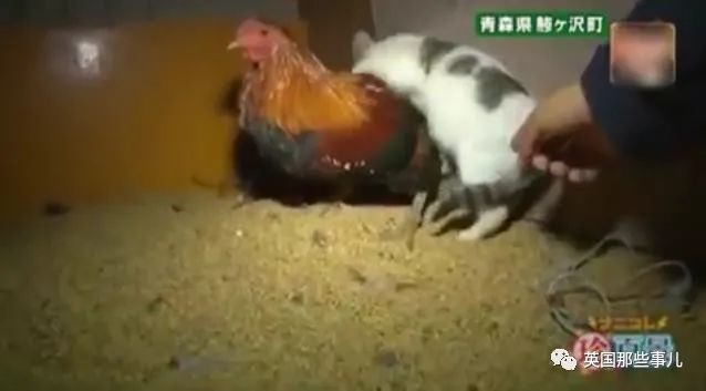 大爷养鸡为吃肉，但却不忍杀鸡。这背后秘密，莫名奇妙可爱