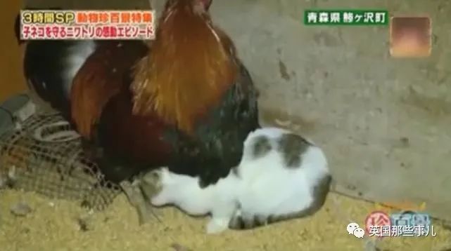 大爷养鸡为吃肉，但却不忍杀鸡。这背后秘密，莫名奇妙可爱