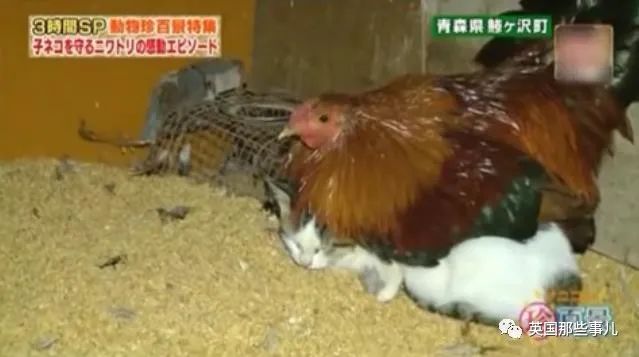 大爷养鸡为吃肉，但却不忍杀鸡。这背后秘密，莫名奇妙可爱