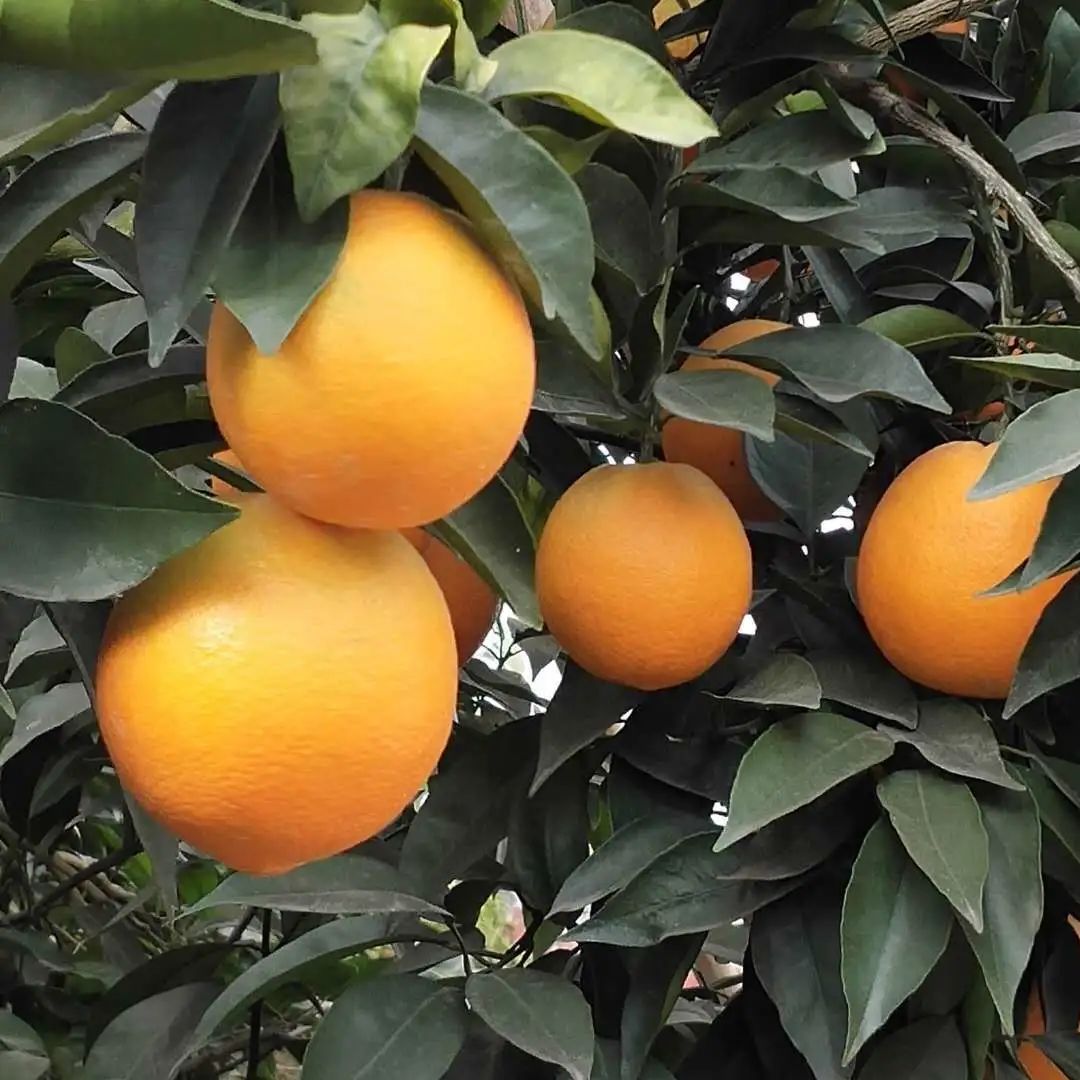 收藏！四川十二月月月hei惊艳