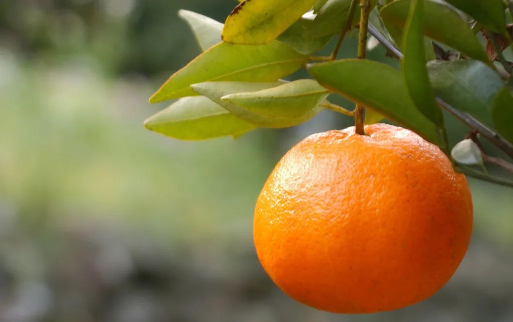 收藏！四川十二月月月hei惊艳