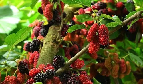 收藏！四川十二月月月hei惊艳