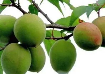 收藏！四川十二月月月hei惊艳