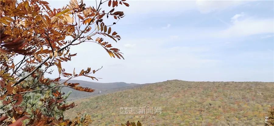 看万山红遍层林尽染全文图片,看万山红遍层林尽染全文朗诵