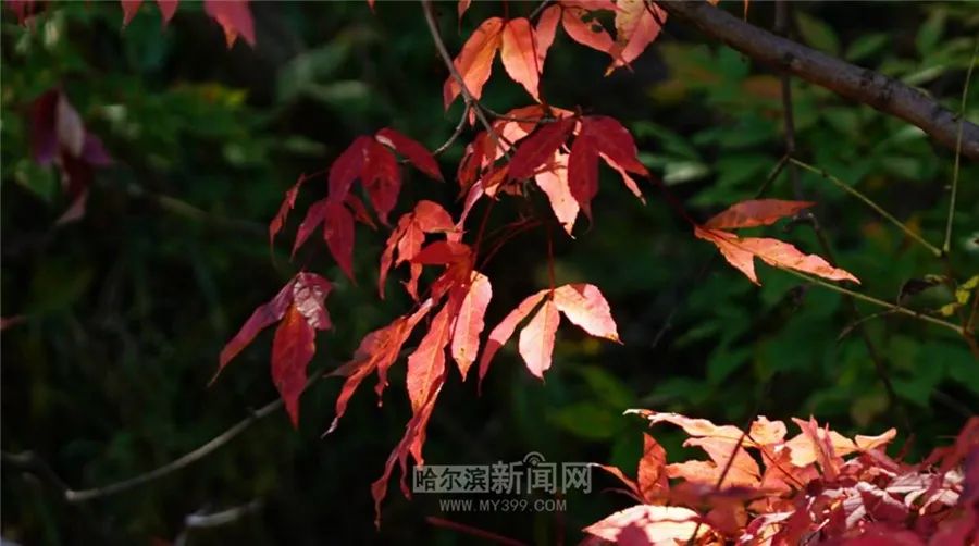 看万山红遍层林尽染全文图片,看万山红遍层林尽染全文朗诵