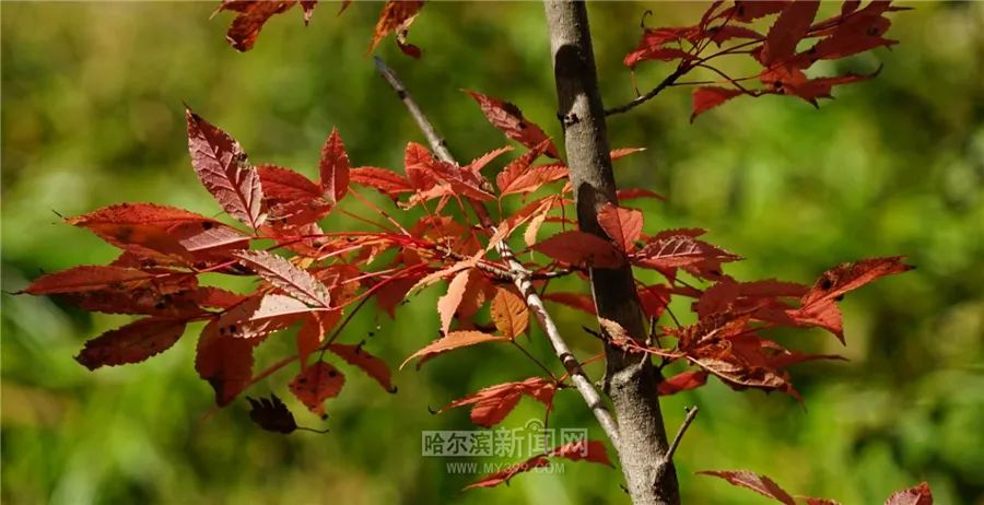 看万山红遍层林尽染全文图片,看万山红遍层林尽染全文朗诵