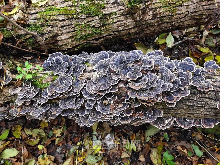 看万山红遍层林尽染全文图片,看万山红遍层林尽染全文朗诵