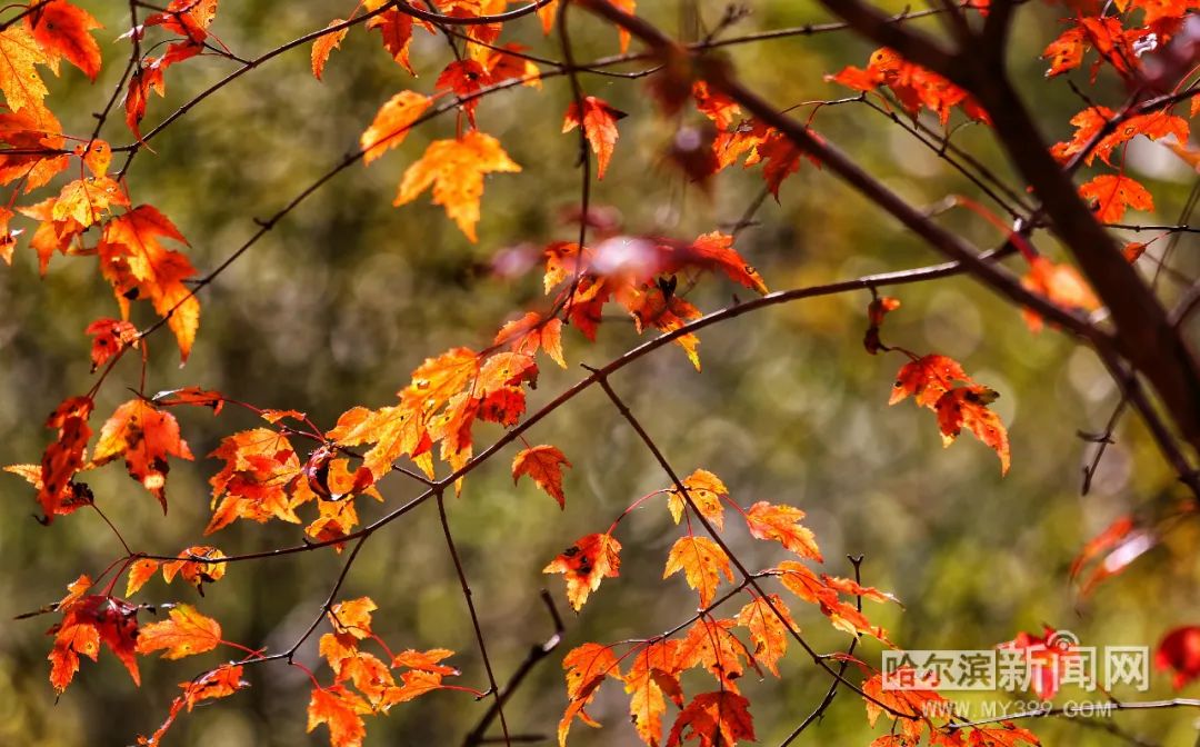 看万山红遍层林尽染全文图片,看万山红遍层林尽染全文朗诵