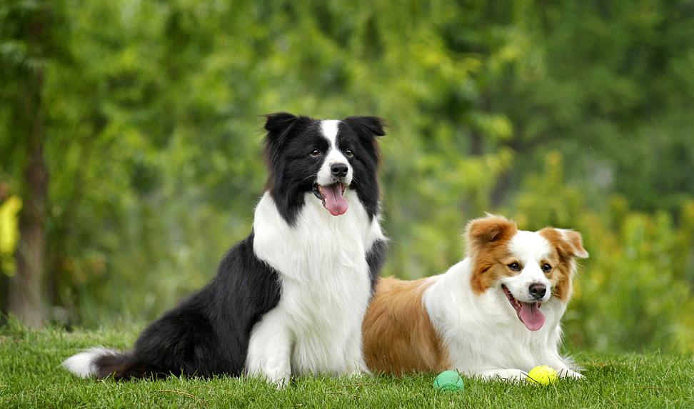 被动物咬伤或抓伤处理方法及顺序,动物抓伤咬伤