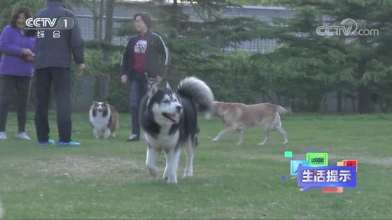 被动物咬伤或抓伤处理方法及顺序,动物抓伤咬伤