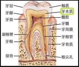 牙齿酸用抗敏感牙膏有效,抗牙本质敏感牙膏