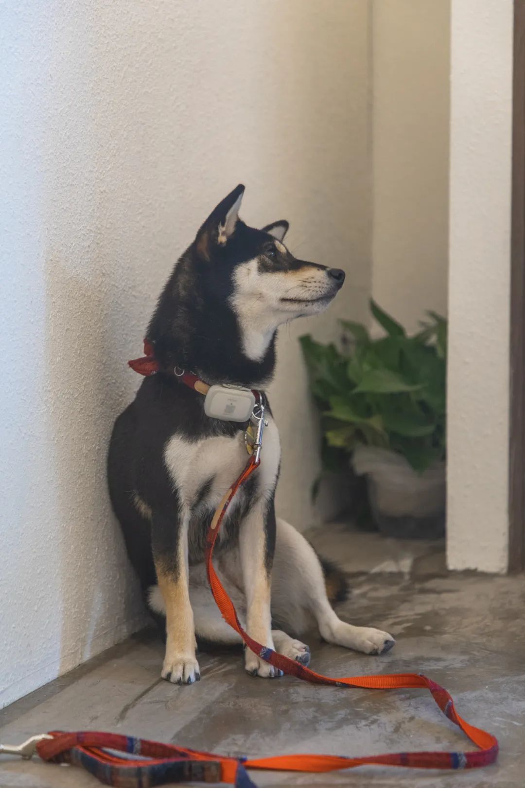 滨江西的新晋甜品店，一对情侣、两只柴犬守护着，超有爱