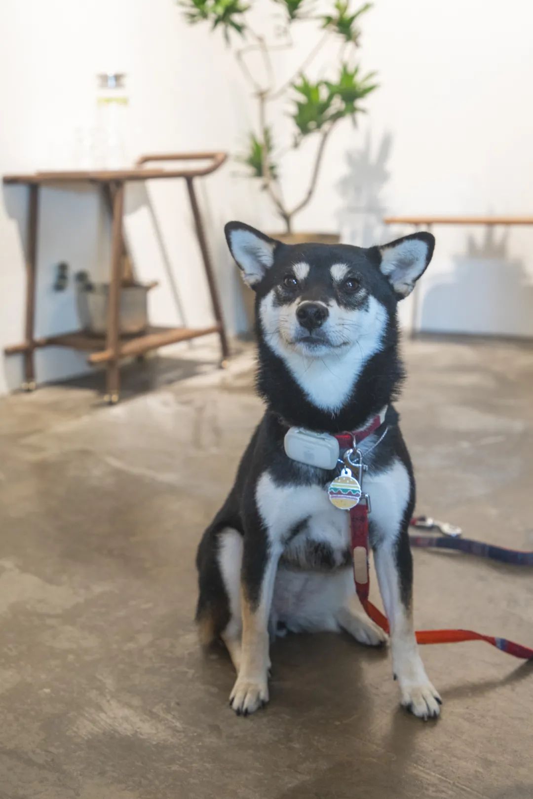 滨江西的新晋甜品店，一对情侣、两只柴犬守护着，超有爱