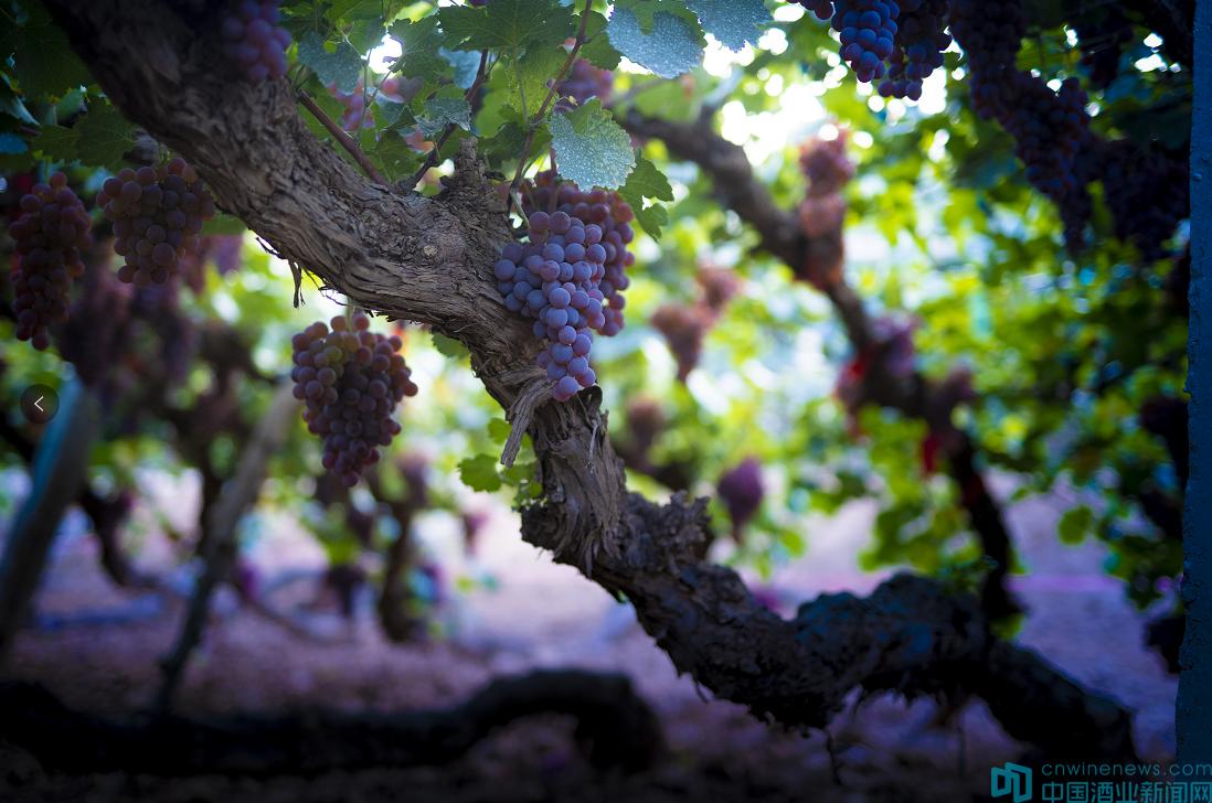 沙城葡萄酒品牌有哪些,沙城葡萄酒