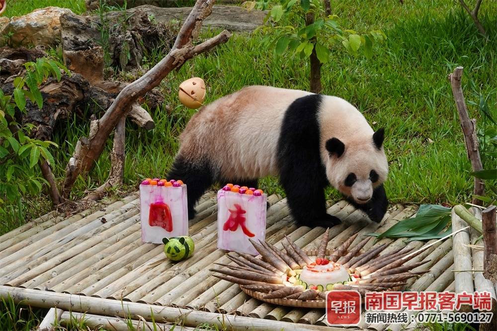 大熊猫三胞胎过中秋吃月饼,大熊猫三胞胎吃月饼庆中秋新闻