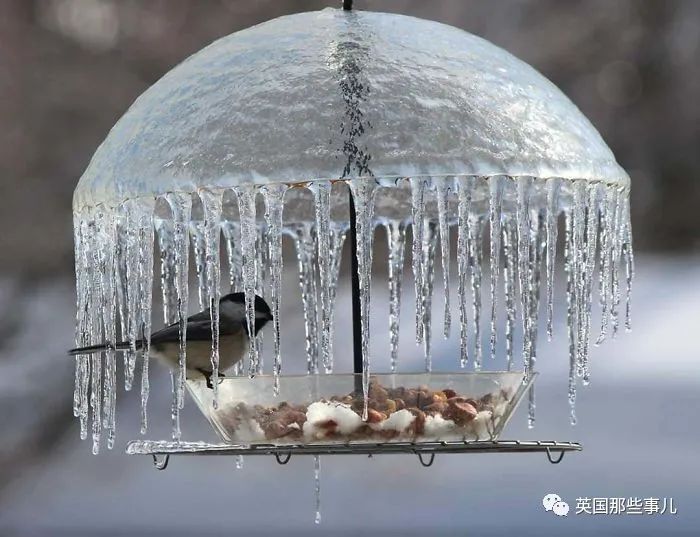 猫头鹰没有眼睛能说话吗,猫头鹰没眼皮