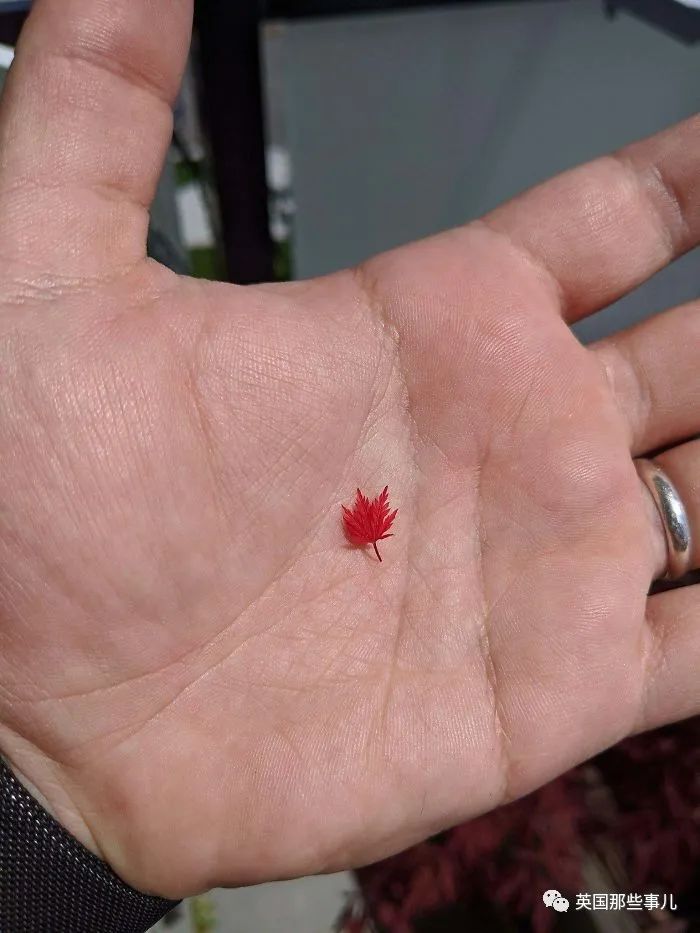 猫头鹰没有眼睛能说话吗,猫头鹰没眼皮