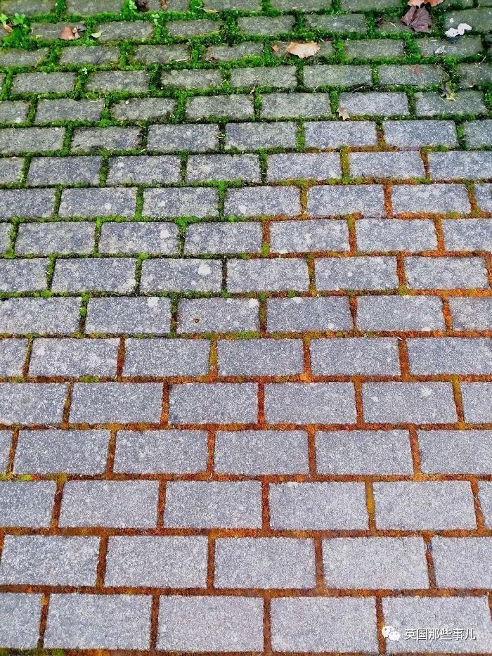 猫头鹰没有眼睛能说话吗,猫头鹰没眼皮