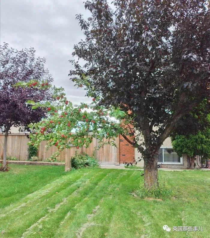 猫头鹰没有眼睛能说话吗,猫头鹰没眼皮