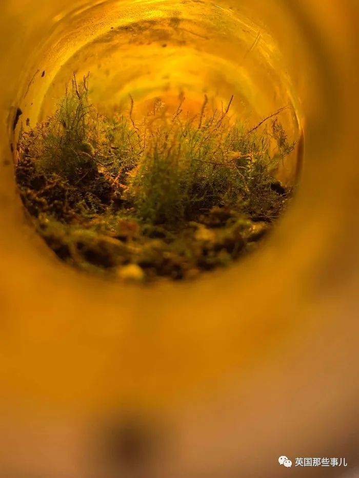 猫头鹰没有眼睛能说话吗,猫头鹰没眼皮