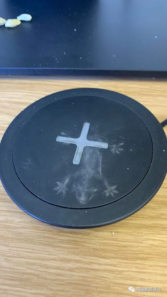 猫头鹰没有眼睛能说话吗,猫头鹰没眼皮