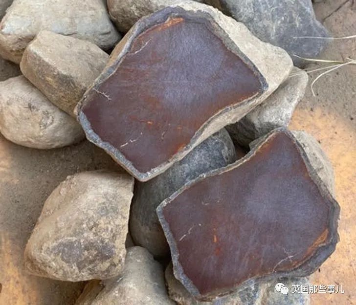 猫头鹰没有眼睛能说话吗,猫头鹰没眼皮