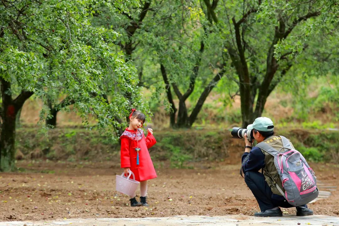 阎良千年枣林的照片,阎良千年枣林老照片