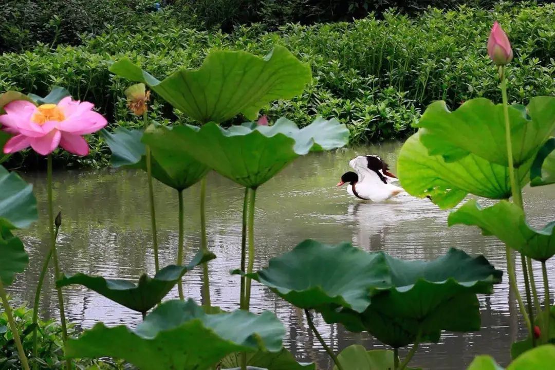 青白江美景,青白江风景美景