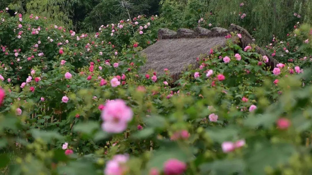 青白江美景,青白江风景美景