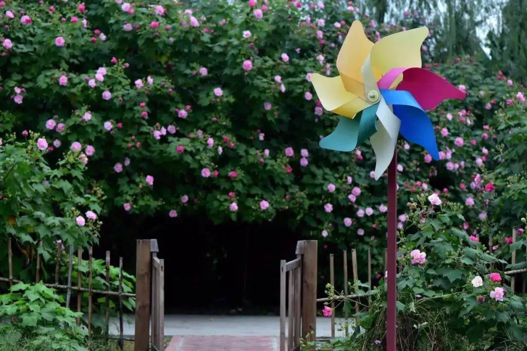 青白江美景,青白江风景美景