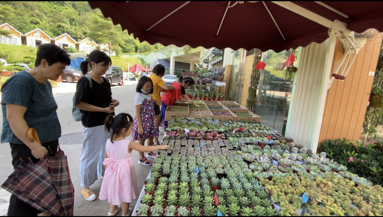 深圳最大花卉市场在哪里,深圳最大的花卉市场在哪里