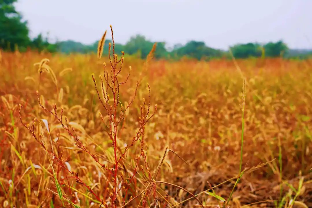 秋光如画，让我们一起“点亮”阎良的诗意秋凉~