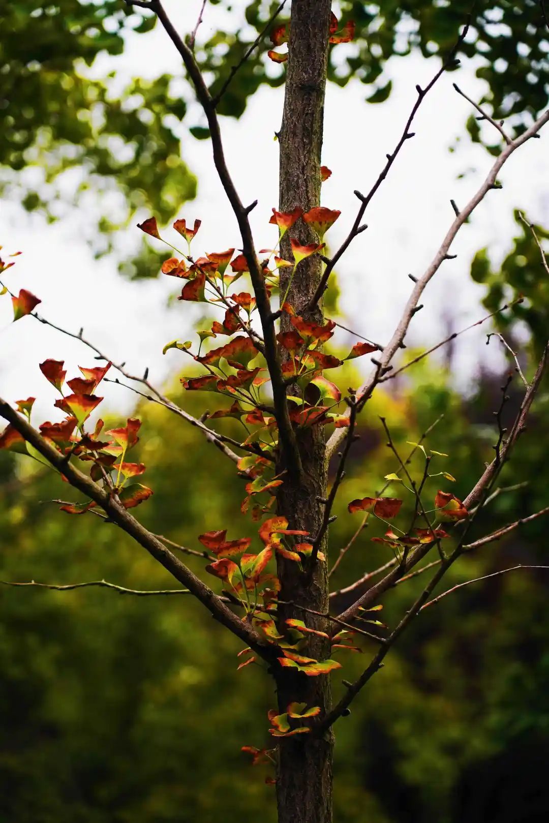 秋光如画，让我们一起“点亮”阎良的诗意秋凉~