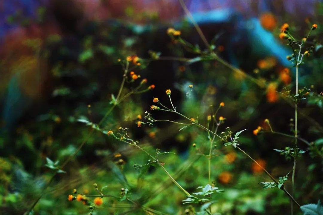 秋光如画，让我们一起“点亮”阎良的诗意秋凉~