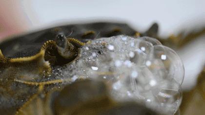 保存螃蟹不要直接放冰箱,螃蟹怎么放保存时间能长一点