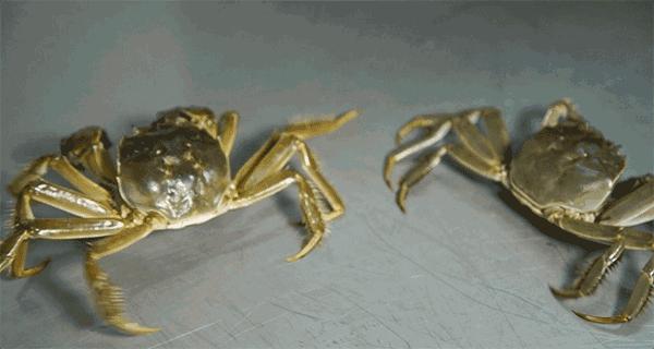 保存螃蟹不要直接放冰箱,螃蟹怎么放保存时间能长一点