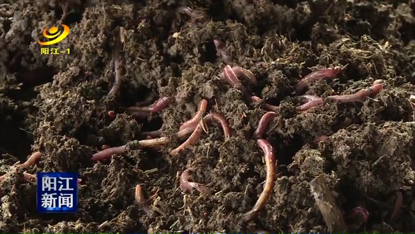 牛粪养殖蚯蚓走上致富路,牛粪养蚯蚓致富项目