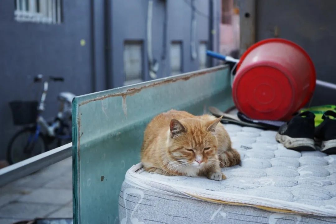 惊艳！中华大地开启秋色滤镜，一篇《故都的秋》写尽秋日之美